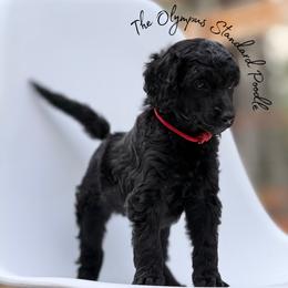 Cassian - Black male Poodle puppy in Spring Hills, Florida from The Olympus Standard Poodle