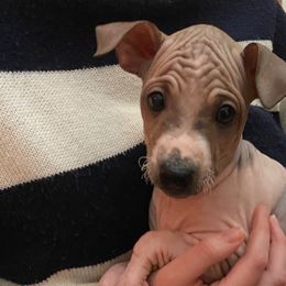 Nittin - American Hairless Terrier puppy from Make-It-Neiked Pups