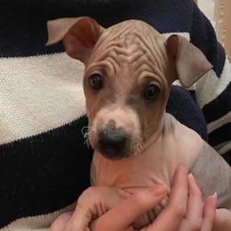 Nittin - American Hairless Terrier puppy from Make-It-Neiked Pups