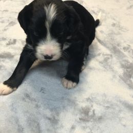 Bernedoodle and Goldendoodle Puppies from Owen Doodles