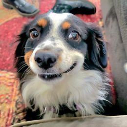 Miniature Australian Shepherds from South Creek Farms