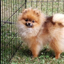 Pomeranians from New River Farms
