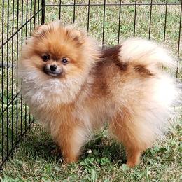 Pomeranians from New River Farms