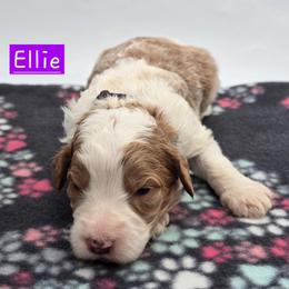 Ellie - Red female Bernedoodle puppy in Neillsville, Wisconsin from Granton Creek