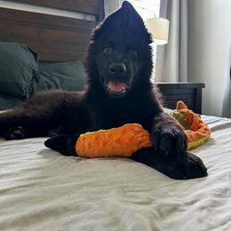 German Shepherd Puppies from Howixx German Shepherds