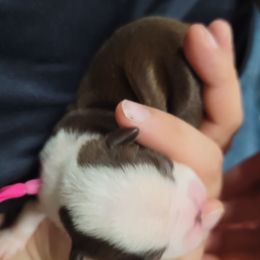 Boston Terrier Puppies from Amanda's Terriers