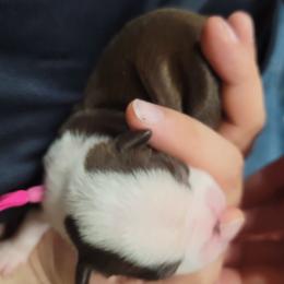 Boston Terrier Puppies from Amanda's Terriers