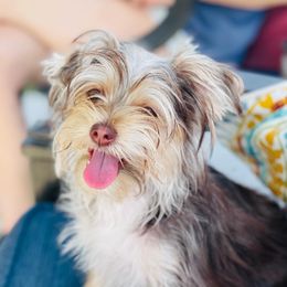 Piper - Yorkshire Terrier