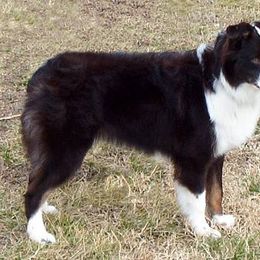 Hero - Australian Shepherd