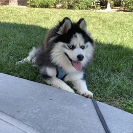 Ammo - Pomsky