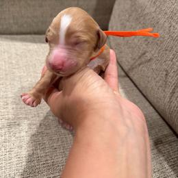 Orange - Apricot female Goldendoodle puppy in Bakersfield, California from Lavish Doodles