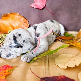 Girl 4 - Merle female Great Dane puppy in Climax, Michigan from Beaver Creek Danes