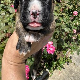 Boxer Puppies from Sweet Carolinas Boxer Babies