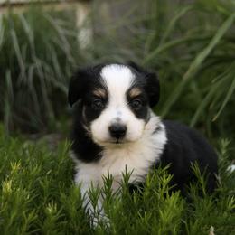 Poppy - Black tri female Miniature Australian Shepherd puppy in Fairview, South Dakota from Dakota Toy Aussies