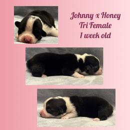 Tri Female - Black and tan female Pembroke Welsh Corgi puppy in Stephenville, Texas from Rising JM Pembrokes