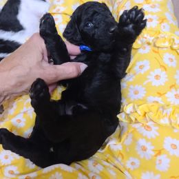 Poodle Puppies from Silly's Standard Poodles
