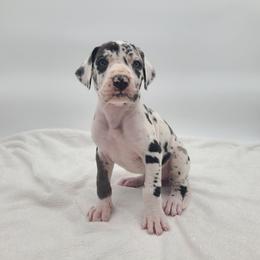 Regina - Harlequin female Great Dane puppy in Kannapolis, North Carolina from Carolina Great Danes & Toy Poodles