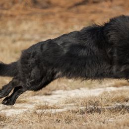 Komodo Sunda Vom Crescent Noob (NoobSaibot) - Black male German Shepherd puppy in Windsor, South Carolina from Sinister Shepherds