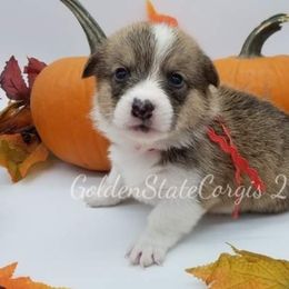 Pembroke Welsh Corgi Puppies from Golden State Corgis
