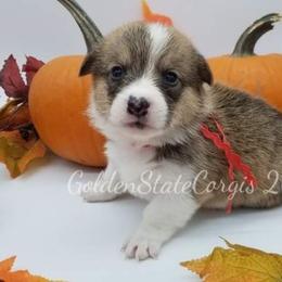 Pembroke Welsh Corgi Puppies from Golden State Corgis