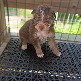 Dewey (Blue collar) - Red tri-color male Australian Shepherd puppy in Okeechobee, Florida from Rothsolid Puppies