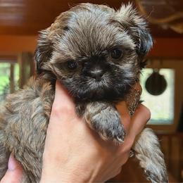 Jelly - Brindle female Shih Tzu puppy in Nekoosa, Wisconsin from Brox Acres House of Fur LLC