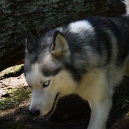 Reaper - Siberian Husky