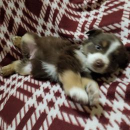 Girl 2 - Red tri female Miniature Australian Shepherd puppy in New Plymouth, Idaho from D & L Mini Aussies