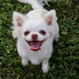 Snow - Chihuahua