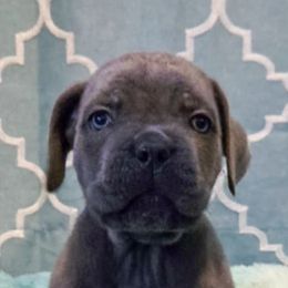 Cane Corso from Dale Diessner
