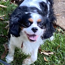 Marshall - Cavalier King Charles Spaniel