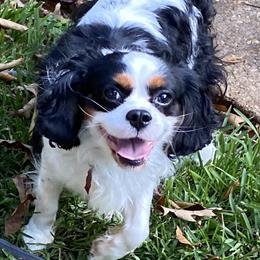 Marshall - Cavalier King Charles Spaniel