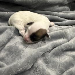 Ruby - White female Havanese puppy in Cadwell, Georgia from Hashtag Havenese
