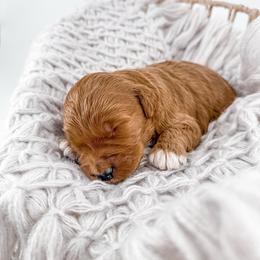Seam - Red  male Goldendoodle puppy in Jamestown, Kentucky from Milk & Honey Doodles