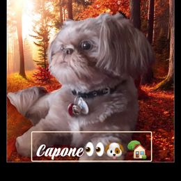 Capone - Lilac male Shih Tzu puppy in Sacramento, California from NANA’S  QUALITY SHIH TZU'S