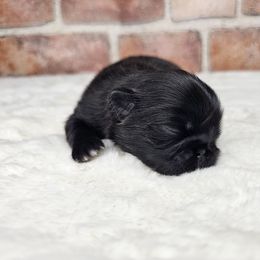 AKC BOY 3 - Black male Pekingese puppy in Maurice, Louisiana from Stephanie's Bayou Pekingese