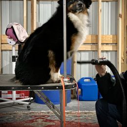 Australian Shepherd Puppies from Lk Michigan BIS Champion Aussies