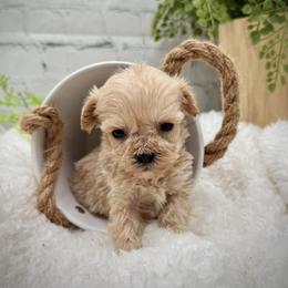 Pink Collared Female - Cream female Maltipoo puppy in Marshallville, Ohio from Grassy Meadow Pups