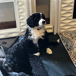 Akita and Portuguese Water Dog Puppies from Cades Akitas