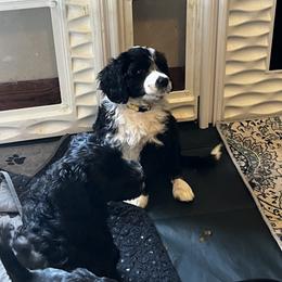 Akita and Portuguese Water Dog Puppies from Cades Akitas