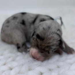 Baloo - Gray Collar - Blue merle male Australian Shepherd puppy in San Marcos, California from Faith Family Freedom Farm