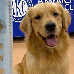 Ellie - Golden Retriever