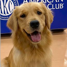 Ellie - Golden Retriever