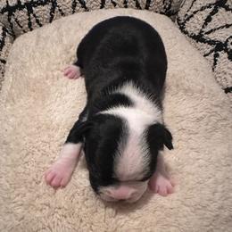Jasper Boy 1 - Black and white male Boston Terrier puppy in Brookville, Ohio from Best Friend Bostons