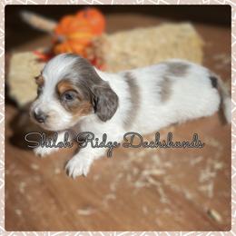 Dachshund Puppies from Shiloh Ridge Dachshunds