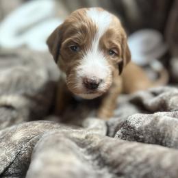 Murtagh (Mart-a) - Red  male Goldendoodle puppy in Placerville, California from New Dawn Poodles and Doodles