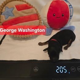 George - Black and tan male Yorkipoo puppy in San Diego, California from TheSocialk9