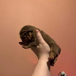 Girl 1 - Chocolate tri-color female Bulldog puppy in Bonney Lake, Washington from Sitka spruce bulldogs