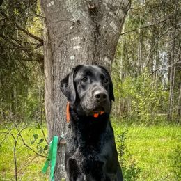 Labrador Retriever All Grown Up from Wicked Flyer Retrievers