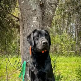 Labrador Retriever All Grown Up from Wicked Flyer Retrievers